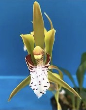 Cymbidium tigrinum amber for sale  San Francisco
