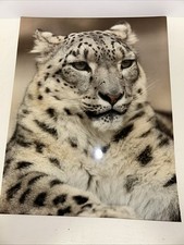 Snow leopard wildcat for sale  Celina