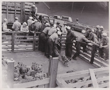 1946 Press Photo Porcos carregados no USS Burleson para teste de bomba atômica no atol de biquíni, usado comprar usado  Enviando para Brazil