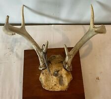 Vintage deer antlers for sale  Oshkosh