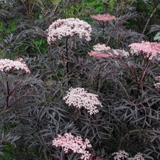 Elderberry black lace for sale  LLANDYSUL