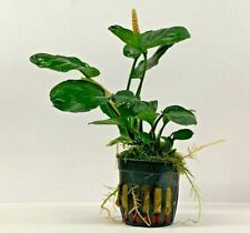 Anubias species live for sale  NEWTON ABBOT
