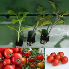 Tomato plug plants for sale  CARLUKE