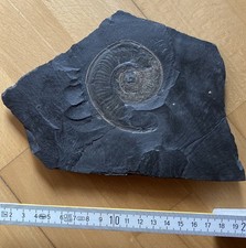 Fossilienplatte ammonit gebraucht kaufen  Kirchehrenbach