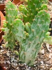 Varigated opuntia bunny for sale  Ireland