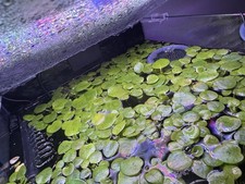 schwimmpflanzen gebraucht kaufen  Lehrte
