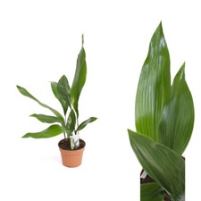 Aspidistra schusterpalme metzg gebraucht kaufen  Leipzig