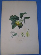 Gravure originale ancienne d'occasion  Saint-Médard-en-Jalles