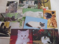 Postcard cats kittens for sale  SHEFFIELD