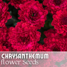 divinely charm for sale divinely charm for sale Meridian