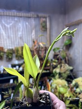 Rossioglossum schlieperianum s for sale  Bloomington