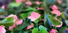 Anthurium pink flamingo for sale  Reseda