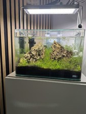 Schnäppchen dennerle nano gebraucht kaufen  Wiesbaden