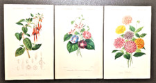Planches originales botanique d'occasion  Le Mans