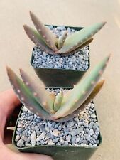 Aloe rubroviolacia betsileensi for sale  Carlsbad