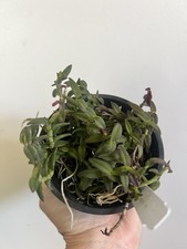 Rare orchid epidendrum for sale  Akron