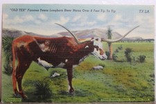 Texas longhorn steer for sale  Wilmington