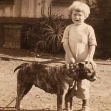 Olde english bulldogge for sale  Portland