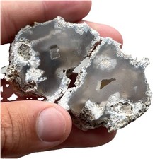 Agatized corral fossil for sale  North Charleston
