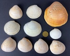 Meeresmuscheln 100 mm gebraucht kaufen  Wanfried