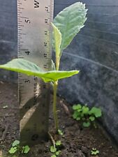 Champagne loquat seedling for sale  Anaheim