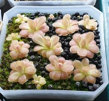 Pinguicula cherry blossom for sale  CARDIFF