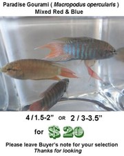 Paradise gourami for sale  Wimauma
