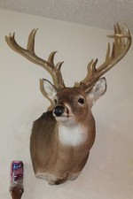 Wide whitetail deer for sale  Brandon