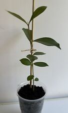 Evergreen ornamental malabar for sale  DAGENHAM