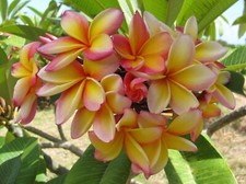 Rare cooktown sunset for sale  Honolulu