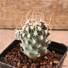 D6175 sclerocactus blainei usato  Montefalco