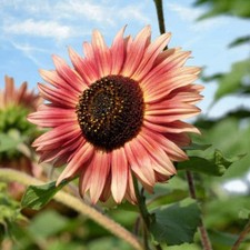 Girasole florenza semi usato  Trappeto