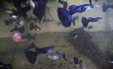 black moscow guppy pair for sale black moscow guppy pair for sale Yellville