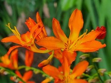 Crocosmia orange flowers for sale  Savannah