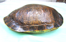 Vintage river cooter for sale  Greensboro