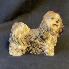 Castagna italy shih for sale  Rancho Cordova