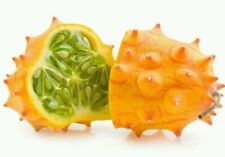 Rare african horned for sale Rare african horned for sale  ELY