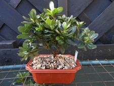 Bonsai japanese azalea for sale  CANNOCK