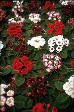 Gloxinia giant hybrids for sale  Deford