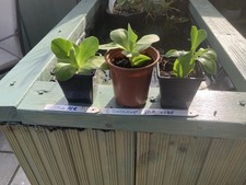 auriculas for sale  HORNCASTLE