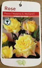 Peace potted rose for sale  WISBECH
