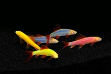 Pack glo shark for sale  Haslet
