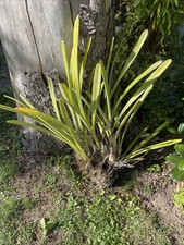 Cymbidium aloifolium große gebraucht kaufen  Marburg