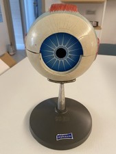 Paravia modello anatomico usato  Teglio