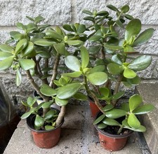 Crassula ovata classic for sale  New Lenox
