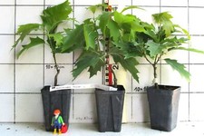 Quercus rubra haaren gebraucht kaufen  Bad Bergzabern