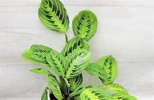 Maranta lemon lime for sale  Reseda