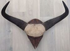Water buffalo horns for sale  CARNFORTH