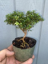 boxwood for sale boxwood for sale York Haven