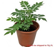 Curry leaf plant for sale  Danielson